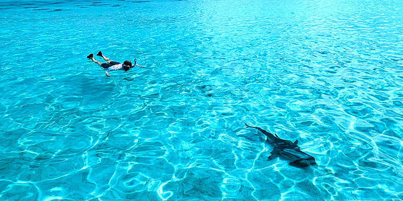 Schnorcheln auf Moorea – zu sehen ist eine schwimmende Frau und ein Hai