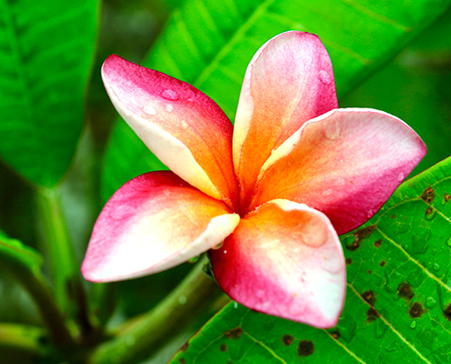 Eine tropische Blume mit weiß, rosa, orangen Blättern