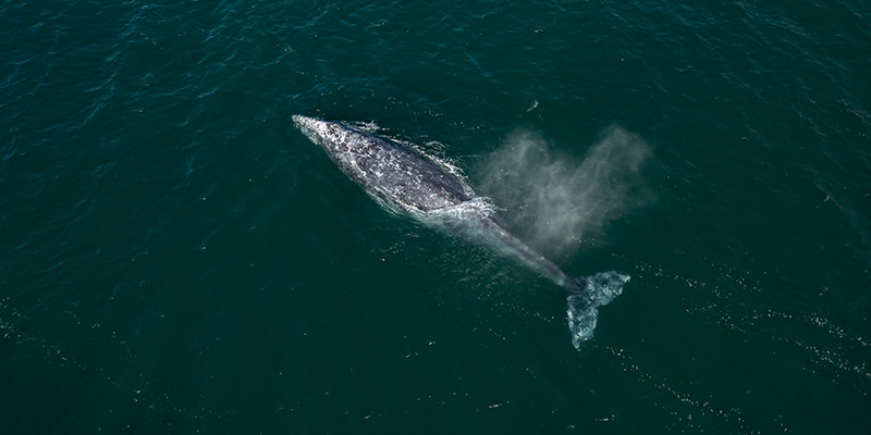 Walbeobachtung in Baja California Sur